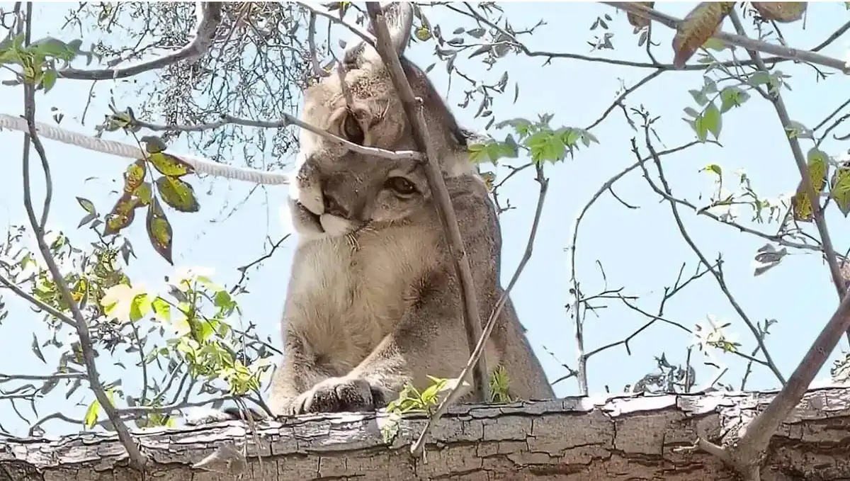 Capturan a puma que deambulaba entre Miahuatlán y Tehuacán