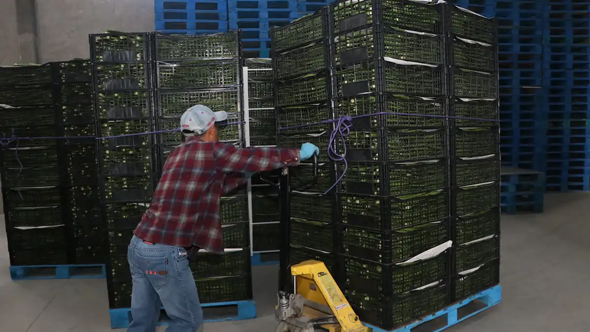 Productores poblanos podrán disponer de transporte aéreo para llevar cargas a EU